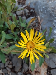 Grindelia greenmanii