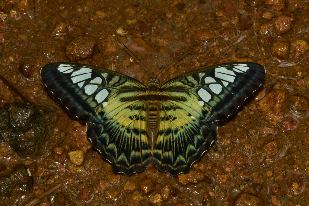 Kallima sylvia