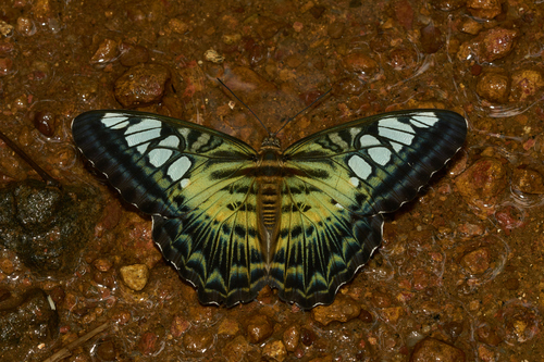 Kallima sylvia