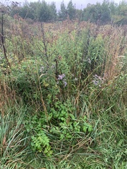 Symphyotrichum novi-belgii