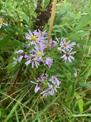 Symphyotrichum novi-belgii