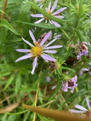 Symphyotrichum novi-belgii