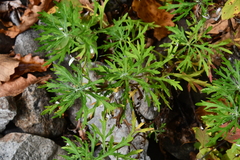 Ajania pallasiana