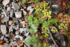 Ajania pallasiana