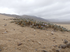 Tiquilia grandiflora