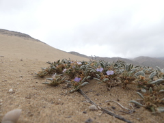 Tiquilia grandiflora