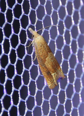 Eucosma conterminana