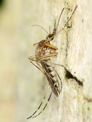 Aedes stimulans