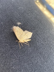 Lambdina fiscellaria