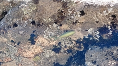 Mantis religiosa religiosa