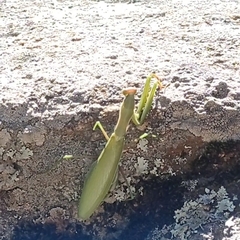 Mantis religiosa religiosa