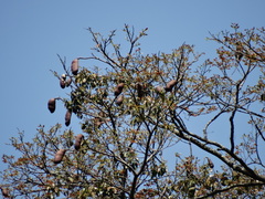 Hymenaea