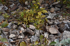 Syringa wolfii