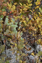 Syringa wolfii