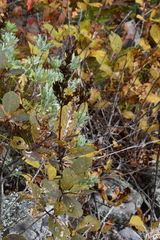 Syringa wolfii