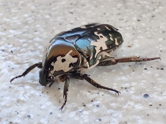 Protaetia aurichalcea