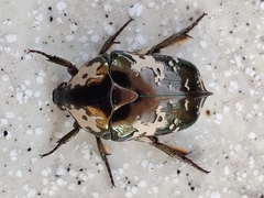 Protaetia aurichalcea