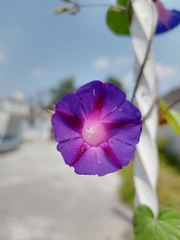 Ipomoea purpurea