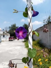 Ipomoea purpurea