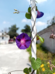 Ipomoea purpurea