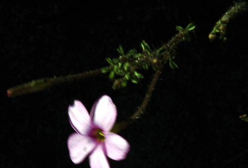 Oxalis giftbergensis (Oxalis giftbergensis)