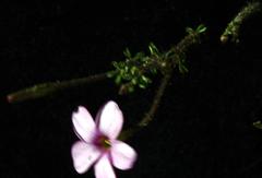 Oxalis giftbergensis