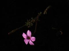 Oxalis giftbergensis