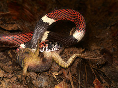 Rhinobothryum bovallii