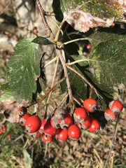 Crataegus laevigata