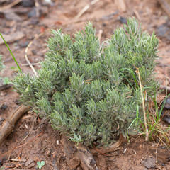 Xiphotheca lanceolata