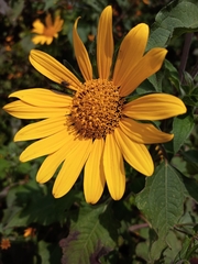 Tithonia tubaeformis