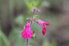 Salvia angustiarum