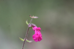 Salvia angustiarum