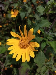 Tithonia tubaeformis