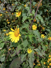 Tithonia tubaeformis