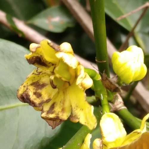 Image of Cavacoa aurea by (c) Rosemary Harrison, some rights reserved (CC BY-SA)