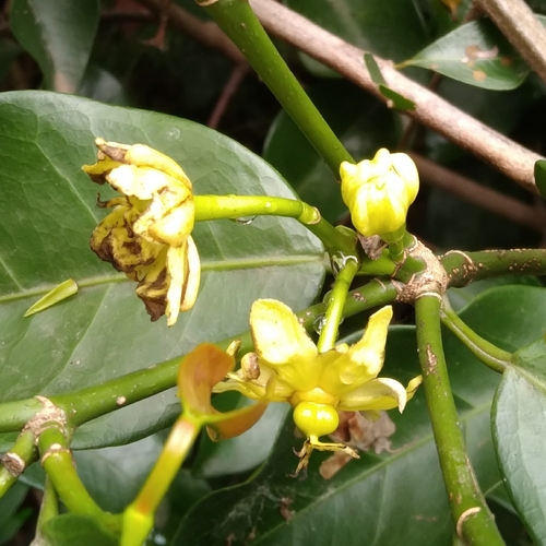 Image of Cavacoa aurea by (c) Rosemary Harrison, some rights reserved (CC BY-SA)