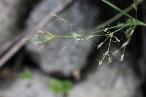 Fimbristylis thomsonii iNat (3)