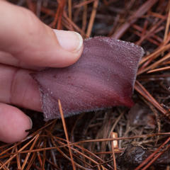 Eriospermum capense capense