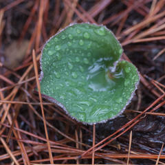 Eriospermum capense capense