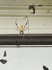 Trichonephila clavipes