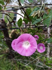 Ipomoea purpurea