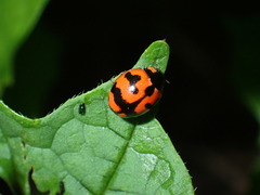 Coccinella transversalis