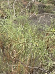 Plocama pendula