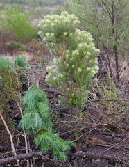 Phylica pubescens pubescens