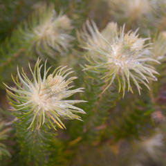 Phylica pubescens pubescens