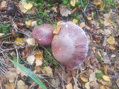 Cortinarius praestans
