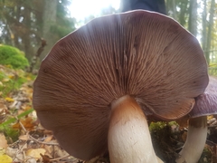 Cortinarius praestans
