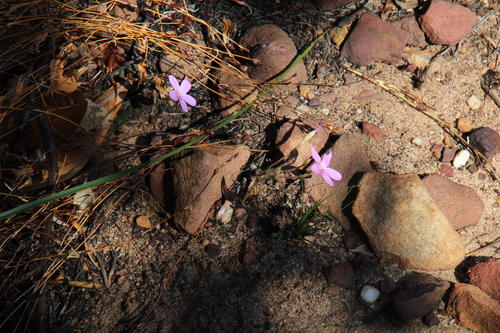 Oxalis giftbergensis (Oxalis giftbergensis)