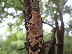 Agaricomycetes